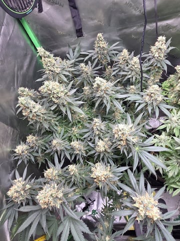 White Widow + Papaya Bomb — flower, day 104