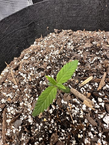 Gorilla Cookies — 1st Grow — seedling_rooting, day 12