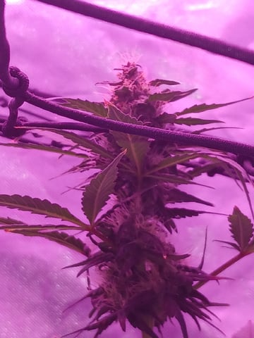 CountryG  — seedling_rooting, day 49