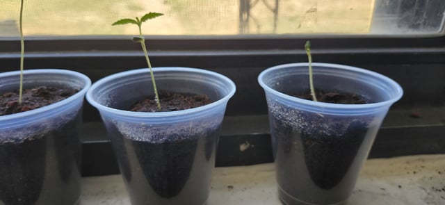 First Grow  — seedling_rooting, day 4