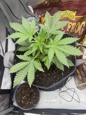 Random Seed — vegetative, day 23