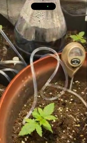 Bruce Banner (Auto) — vegetative, day 6