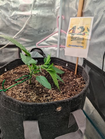 Fastbudz Ztrawberriez