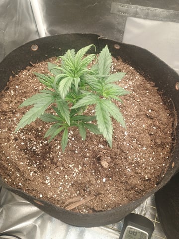 autoflower1 — vegetative, day 7