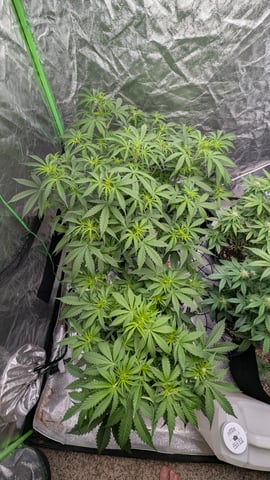Strawberry Cheesecake Seedsman Seeds Autoflowers x2 — flower, day 38
