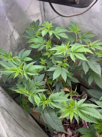 grow 4 — vegetative, day 31