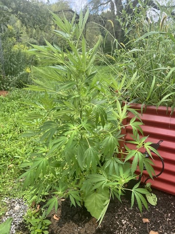 Banjo (Adam’s Plant) — flower, day 54