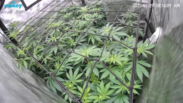 Purple Haze  — flower, day 65