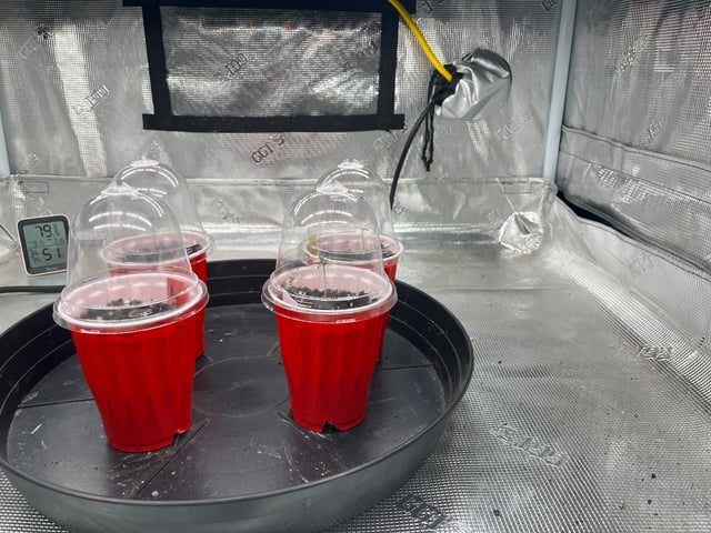 2nd go  — seedling_rooting, day 1