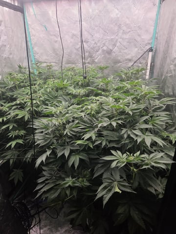 Relentless Genetics Trop Cherry S1 — flower, day 41