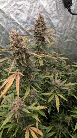 Strawberry Cheesecake Seedsman Seeds Autoflowers x2 — flower, day 105