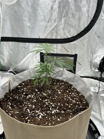 Crucible — vegetative, day 6