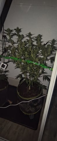 pineapple Express  — flower, day 16