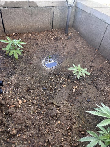 Fast Buds Auto And Special Queen Auto