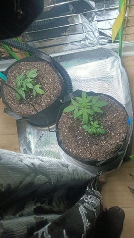 Gelato & Amnesia  — vegetative, day 22