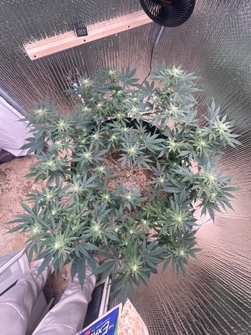 Gelly Mama and Sugar Tree — flower, day 189