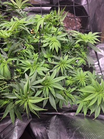Blue Dream Feminized  — vegetative, day 95