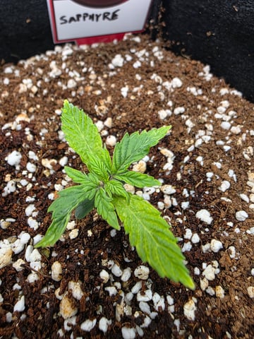 Sapphyre & Rockslide — seedling_rooting, day 12