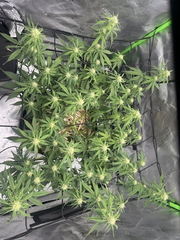 Pine (Auto) 2025 - 0 — flower, day 56