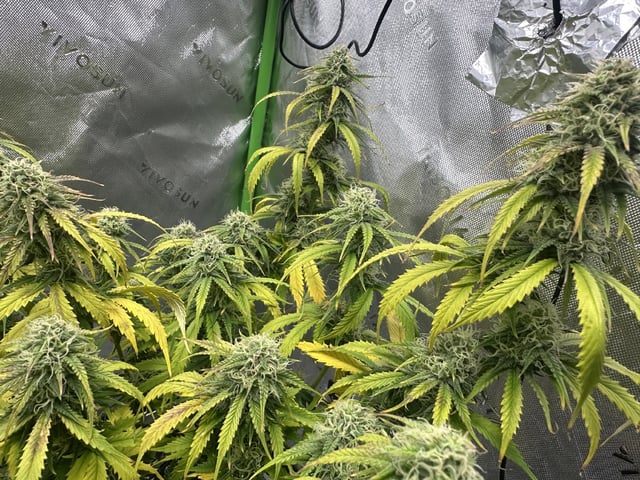 Pine (Auto) 2025 - 0 — flower, day 72