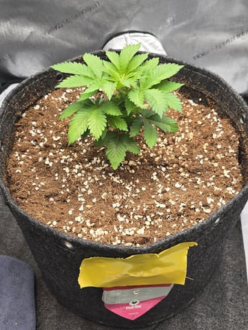 Barney's Farm - Pink Mist — vegetative, day 29