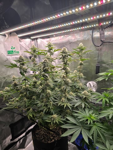Northern lights #10 (Alaska) — flower, day 68
