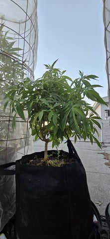 CzechsMex 2.0 — vegetative, day 180