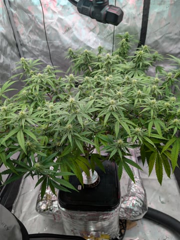 Black African Magic — flower, day 88