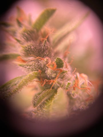 pineapple Express  — flower, day 27