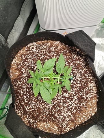 Pineapple Chunk/Runtz — vegetative, day 36