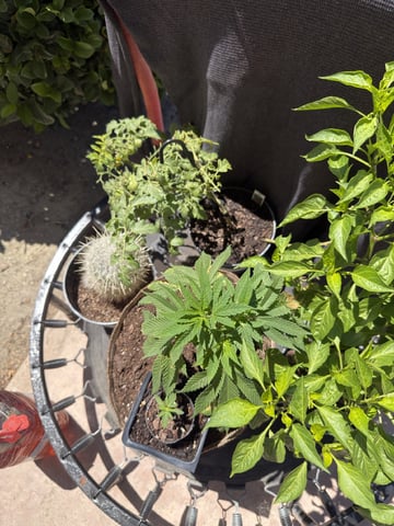 Sour Glue — flower, day 20