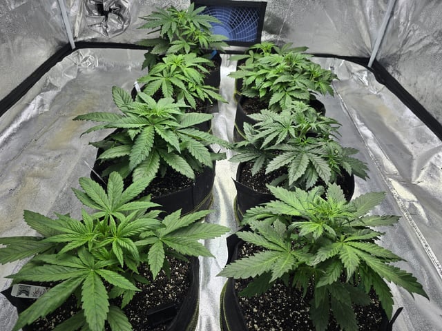Autos AGAIN — vegetative, day 30