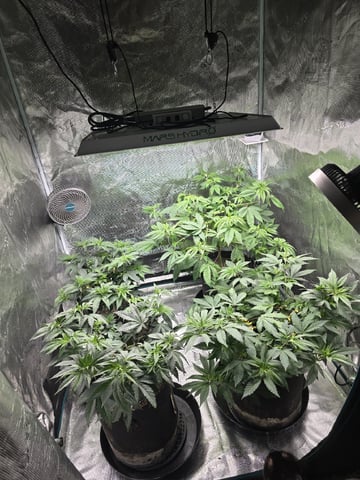 Acapulco Gold  — flower, day 56