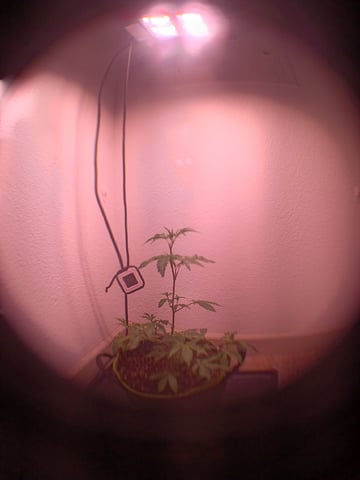 FKAFL — vegetative, day 11