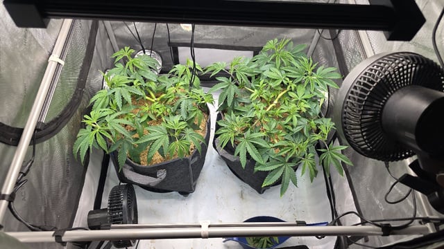 Strawberry Sugar  — vegetative, day 46
