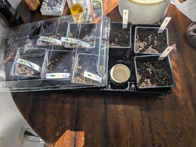 Grow Tent Starts — germination, day 9