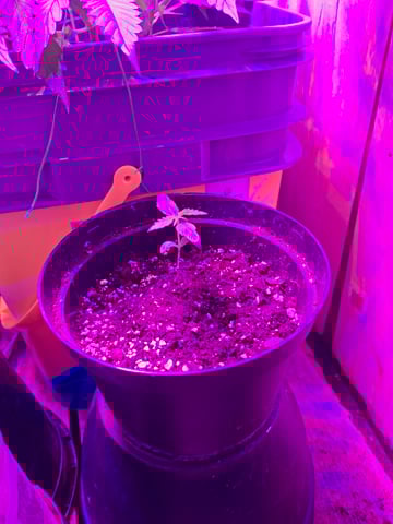 Banana  — vegetative, day 19