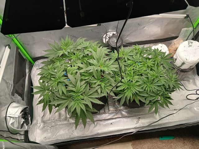 fruity pebbles, cap junky — vegetative, day 48