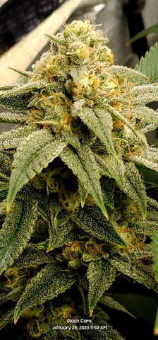 Another Custom Creation — flower, day 121