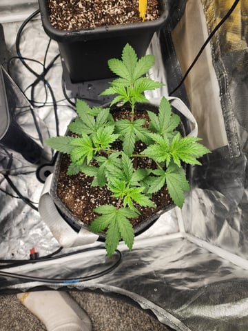 Hashburger And Lemon Deisel — harvest, day 3
