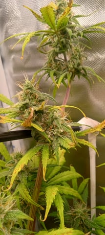 frst grow tent grow — auto, day 65