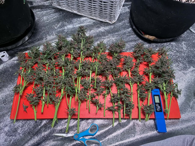 Banana Purple Punch Auto — harvest, day 67