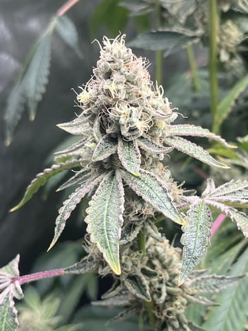 The Bling  — flower, day 129