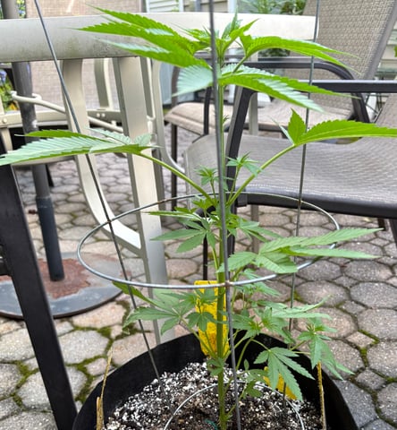 watermelon Martin 1of2 — vegetative, day 16