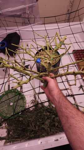 3rd run, 8 plant mom hunt - indoor top fed DTW with rockwool — harvest, day 158