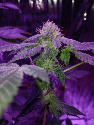 triangle kush  — flower, day 77