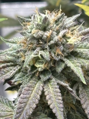 white widow