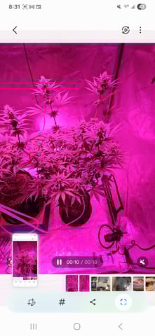 BLACKCHERRY SHERB — flower, day 50