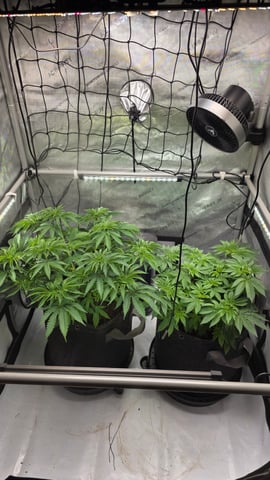 ethos genetics  — vegetative, day 53