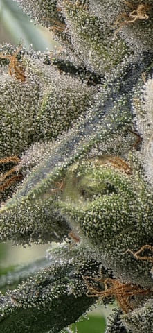 strawberry guava bx — flower, day 19